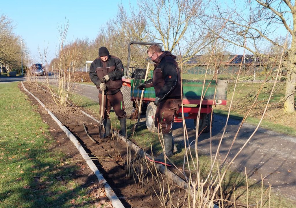 Rosa rugosa – Natürliche Akzente für unsere Golfanlage